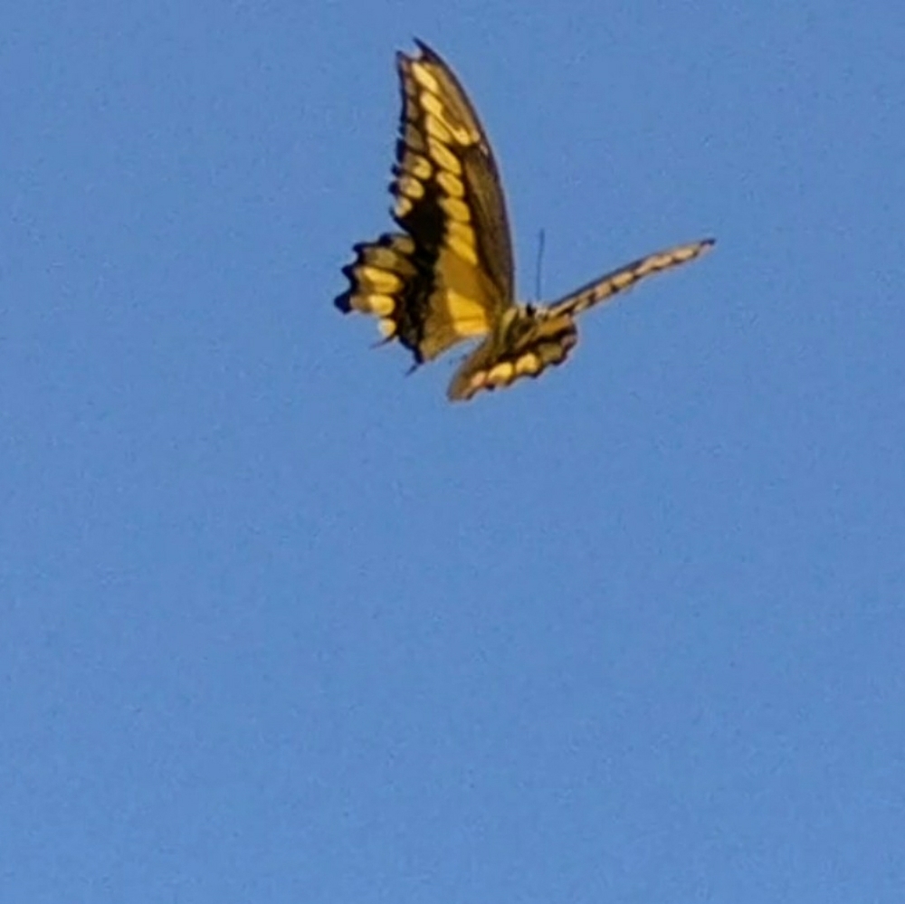 Gently worn plus-sized clothing